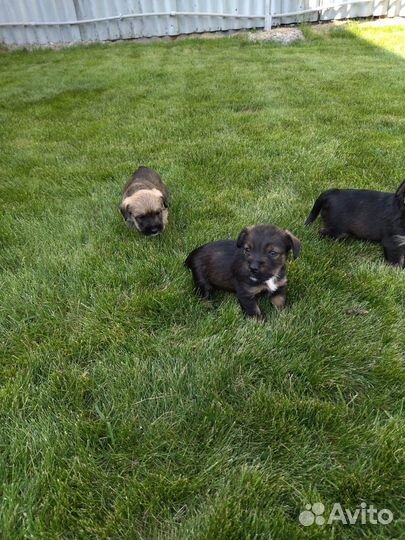 Отдам щенков в добрые руки бесплатно