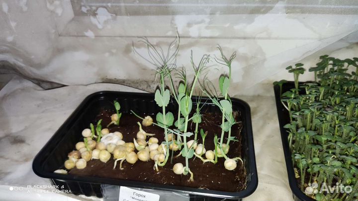 Микрозелень