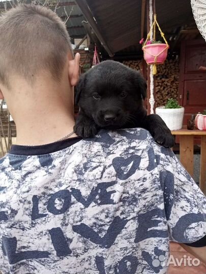 Собака лабрадор