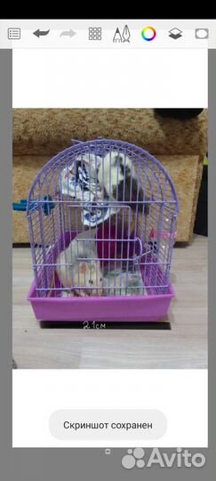 Крысы с клеткой