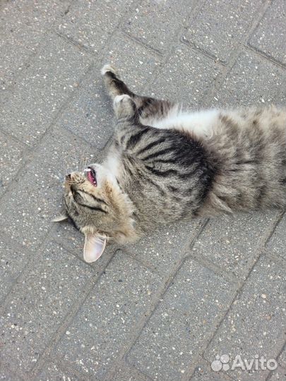 Котик ищет дом