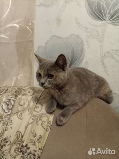 Кошка в дар