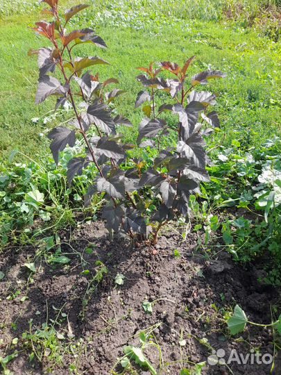 Пузыреплодник