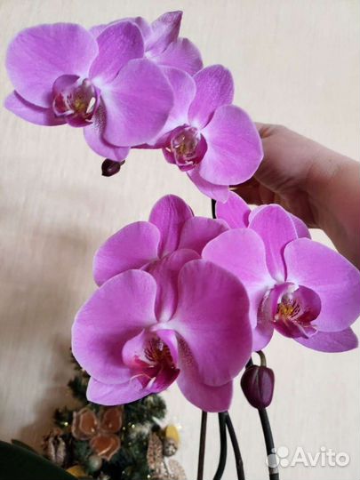 Орхидея фаленопсис
