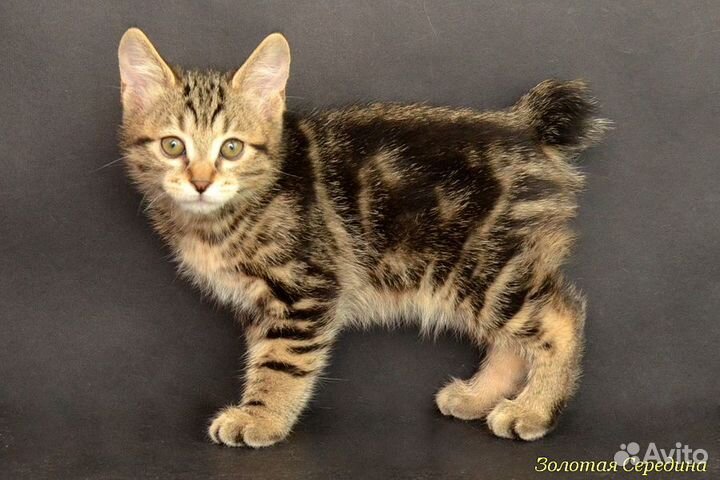 Котята продаются