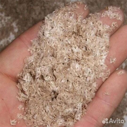 Семена Павловнии z0.7