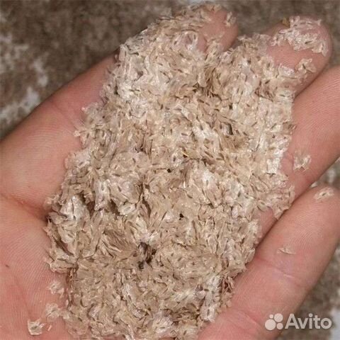 Семена Павловнии z0.7