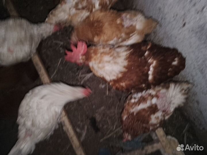 Петух коричнево-белый