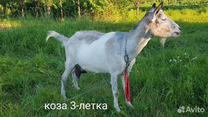 Козы и коллектив Ламанча