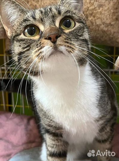 Спасите Герду