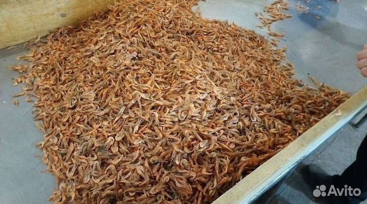 Креветка азовская