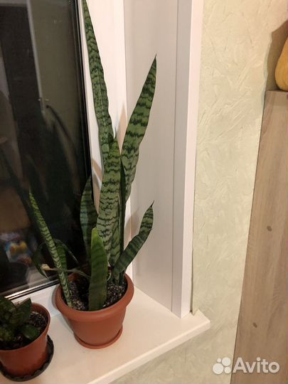 Сансевиерия