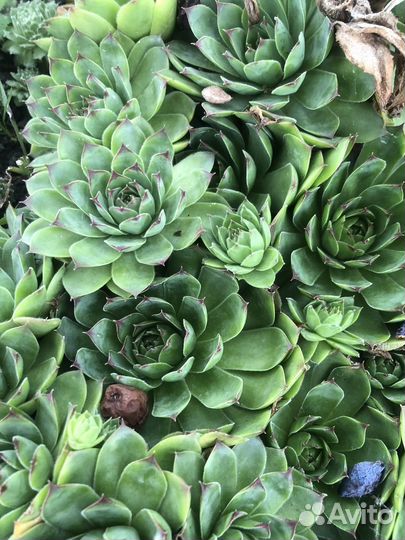 Молодило (каменная роза)