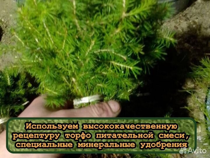 Сеянцы ели и сосны окс