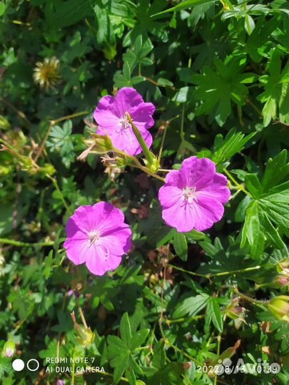 Герань садовая