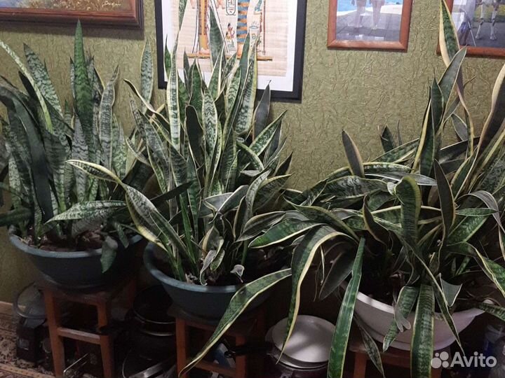 Сансевиерия - тещин язык, комнатный цветок