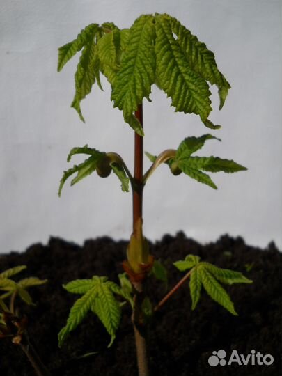 Саженцы каштана