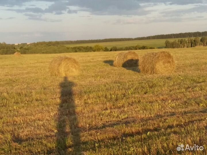 Сено разнотравье. Урожай 2023. Есть доставка