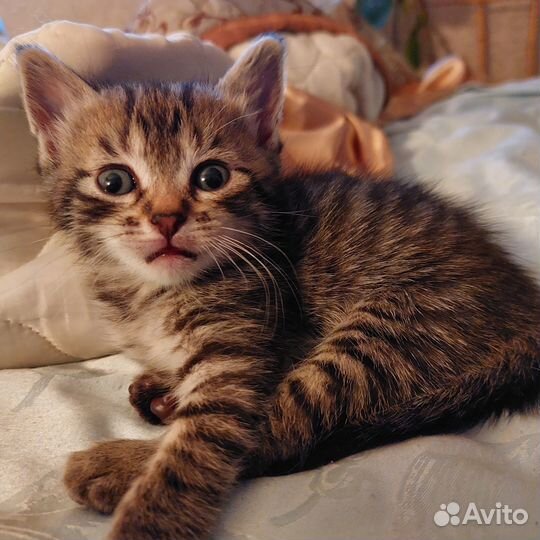 Котята бесплатно