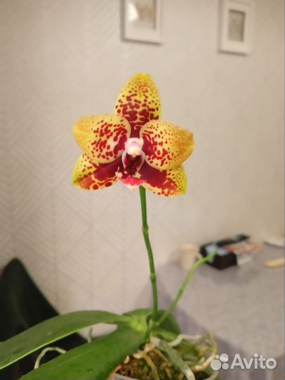 Орхидея Zheng min anaconda