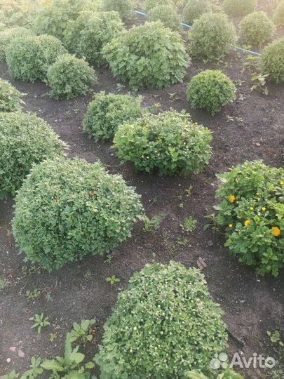 Хризантема мультифлора