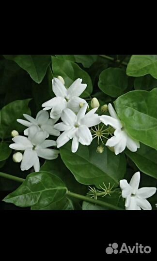 Жасмин Самбак