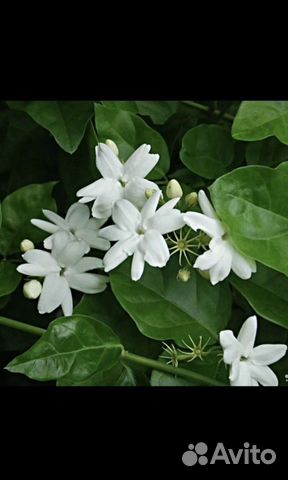 Жасмин Самбак