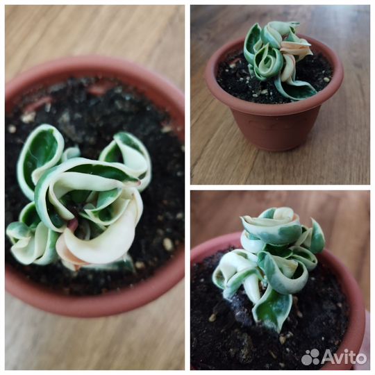 Хойя компакта вариегатная, Канифоль Сенсация и др