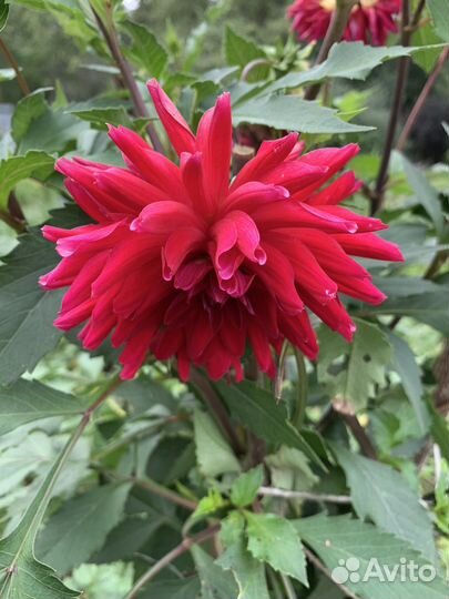 Георгины, хризантемы, гладиолусы, розы