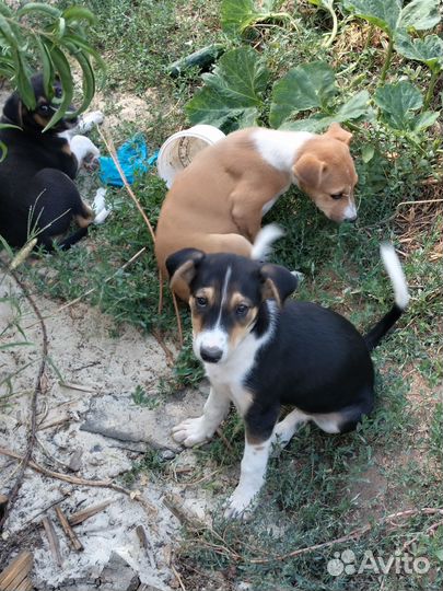 Щенки дворняги в добрые руки