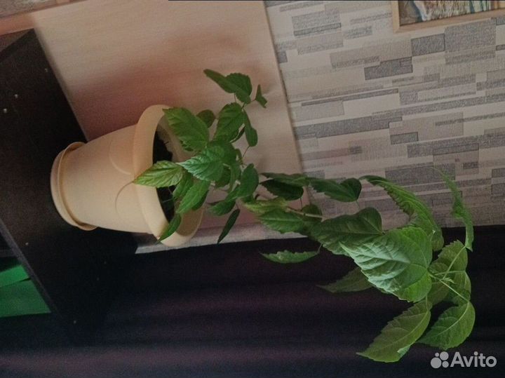 Китайская роза