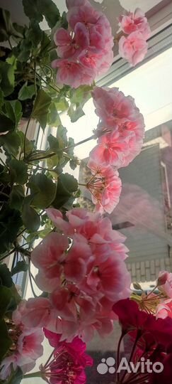 Пеларгония герань сортовая