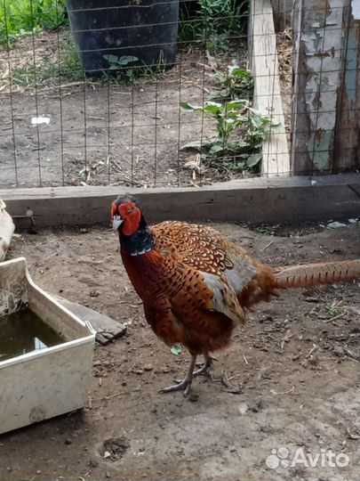 Семья фазанов