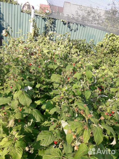 Саженцы ремонтантной малины