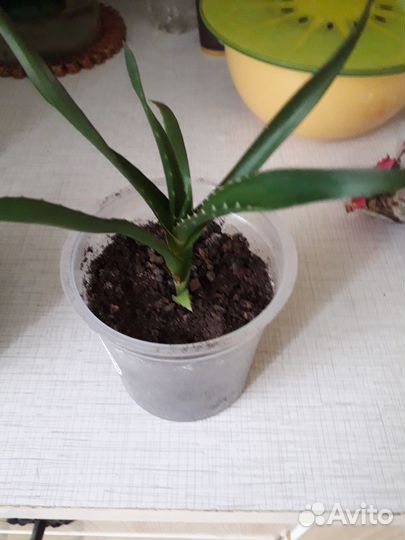 Алоэ столетник