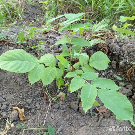 Маньчжурский орех саженцы