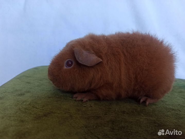 Морские свинки