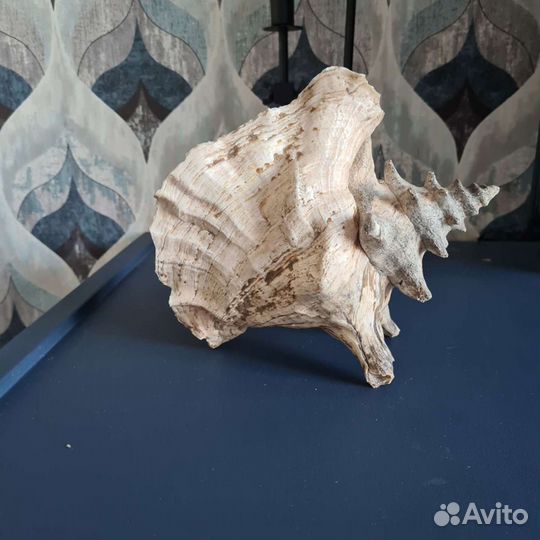 Декор ракушка