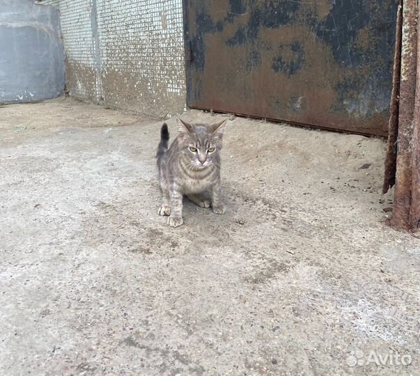 Кот в добрые руки