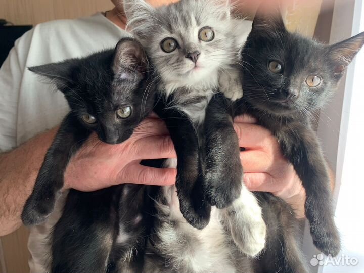 Котята в добрые руки