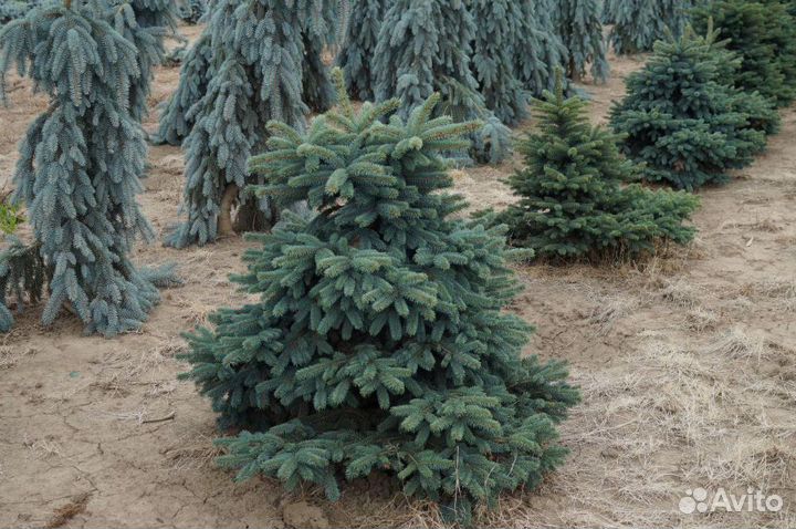 Ель колючая Вальдбрун