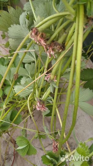 Рассада клубники