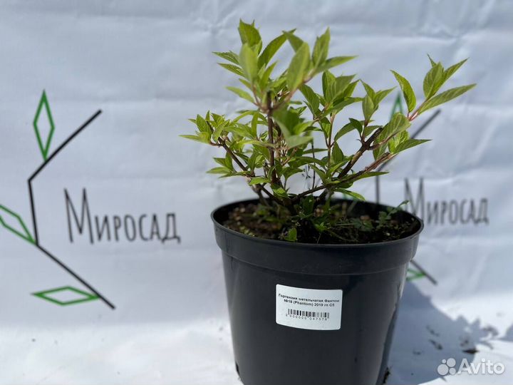 Гортензия оптом