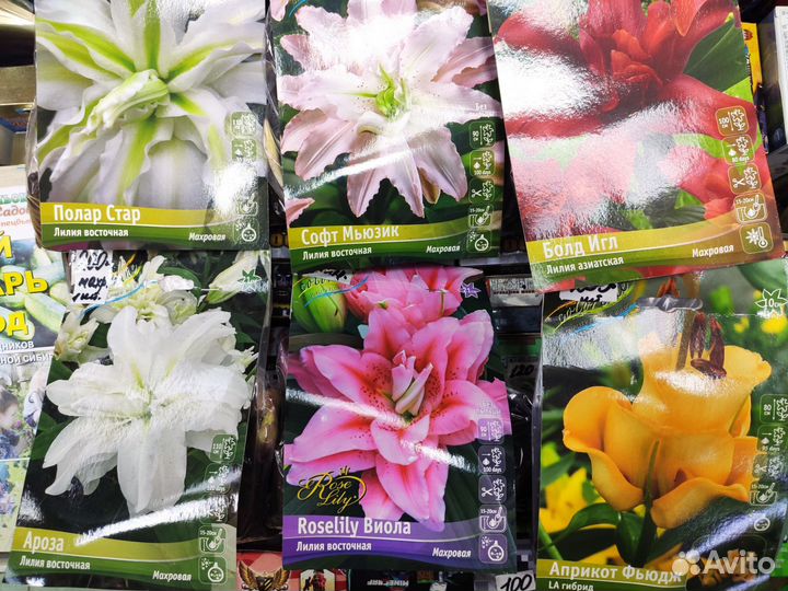 Лилии луковицы