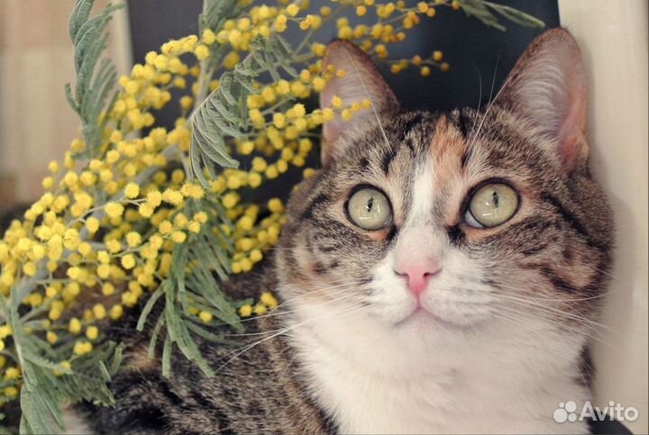 Кошечка Маруся