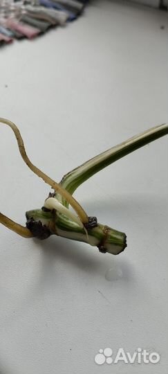 Монстера вариегатная Альба