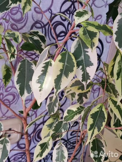 Фикусы бенджамина, каучуковый