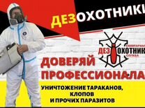 Дезинфекция Травить тараканов уничтожение клопов