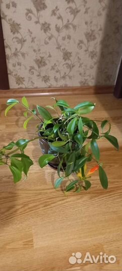 Комнатные цветые горшках