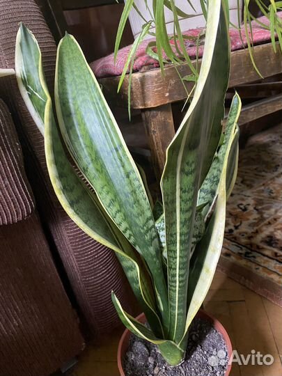 Комнатные растения